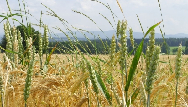 Graselovy stezky v okolí Slavonic